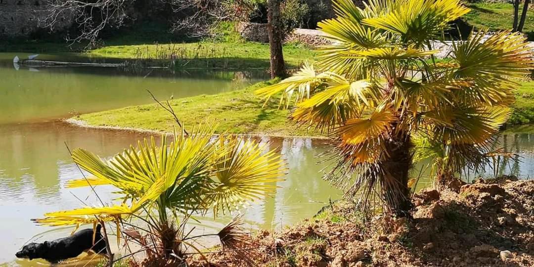 شقة Les Amis De Gaure Rouffiac-d'Aude المظهر الخارجي الصورة
